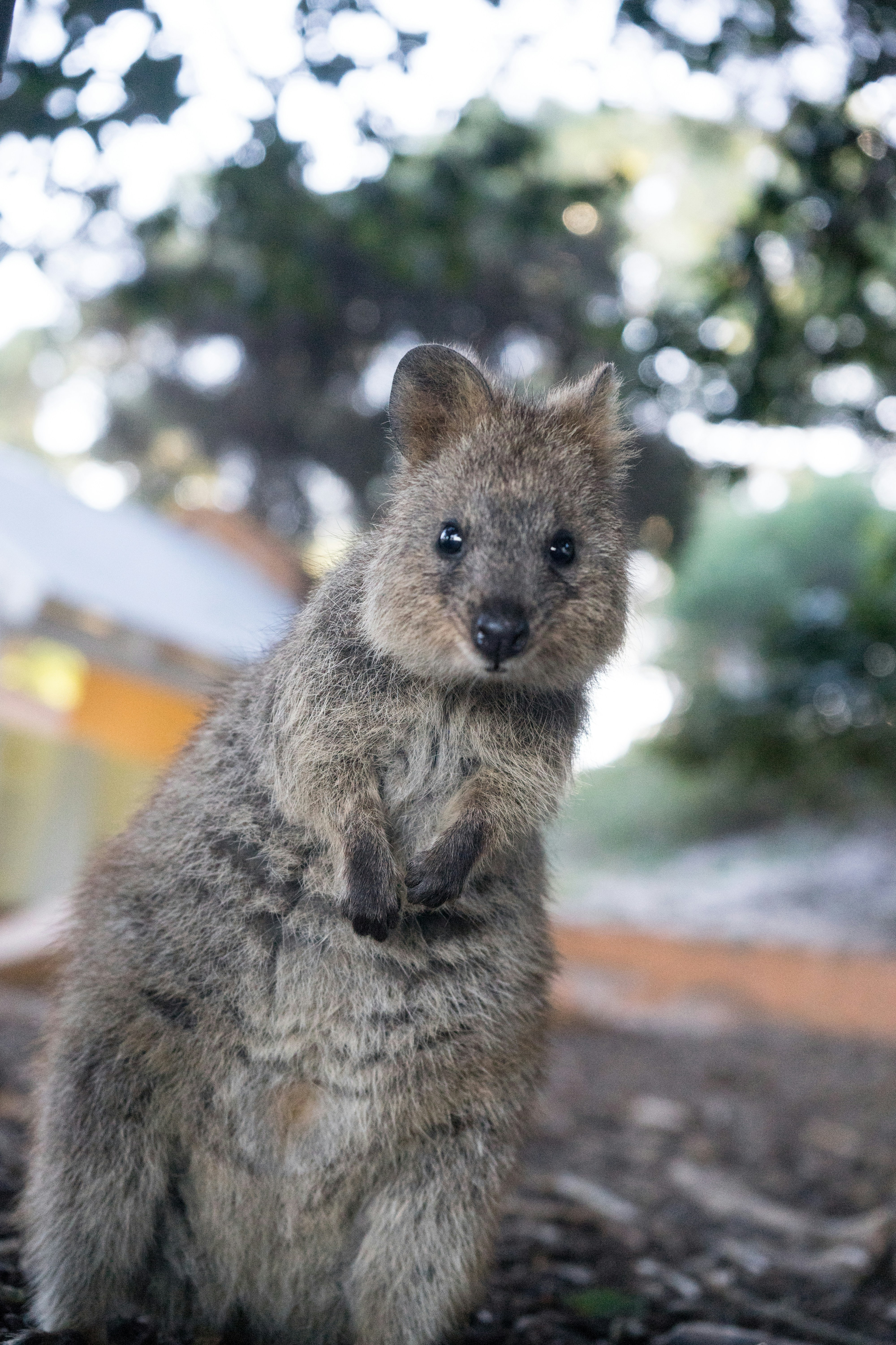 A quokka looking at the camera.